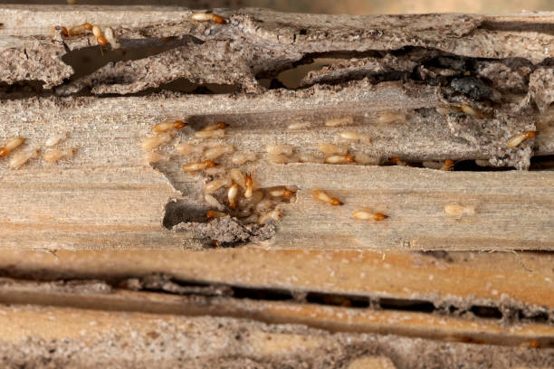 Best Emergency Pest Control  in Cedar Springs, MI